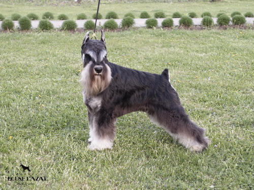 Repitition's Shogun "Vuk" (Repitition's Valedictorian & Myla's The Devil Wears Prada )10 months old, on his first show - junior class - V1, JCAC, Best junior, BOB, Junior BOG 