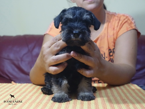 miniature schnauzer patuljasti snaucer