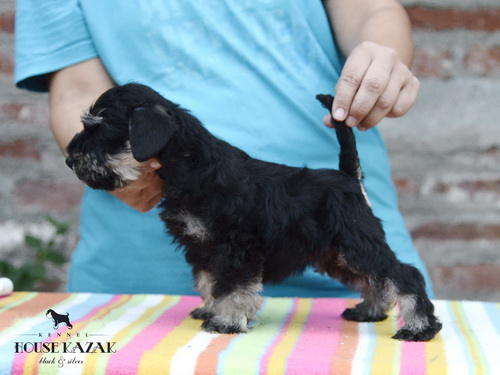 miniature schnauzer patuljasti snaucer