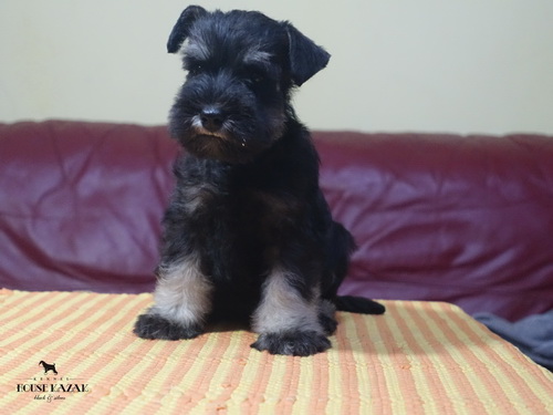 miniature schnauzer patuljasti snaucer