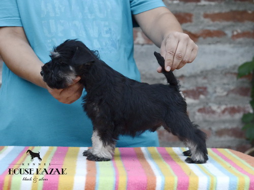 miniature schnauzer patuljasti snaucer