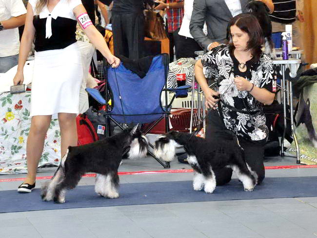 Miniature schnauzer / patuljasti snaucer