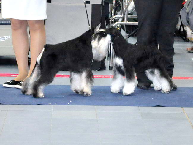Miniature schnauzer / patuljasti snaucer