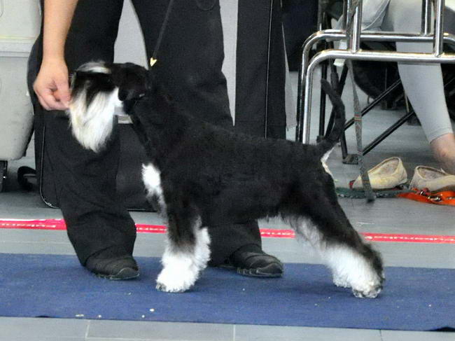 Miniature schnauzer / patuljasti snaucer