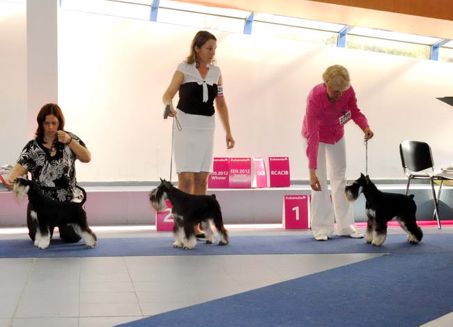 Miniature schnauzer / patuljasti snaucer