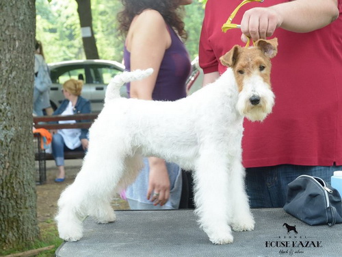 fox terrier wire - ostrodlaki fox terijer