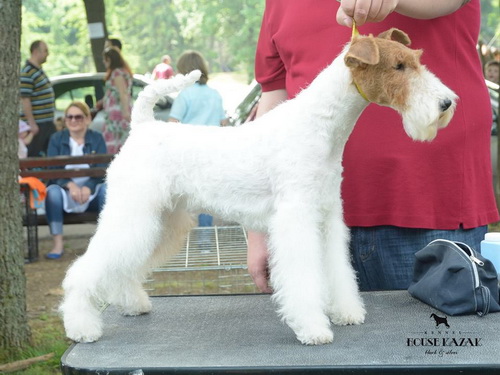 fox terrier wire - ostrodlaki fox terijer
