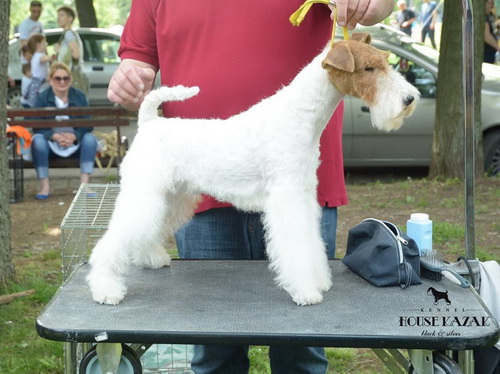 fox terrier wire - ostrodlaki fox terijer