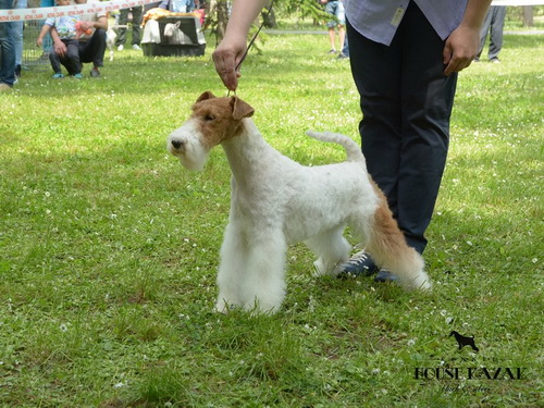 fox terrier wire - ostrodlaki fox terijer