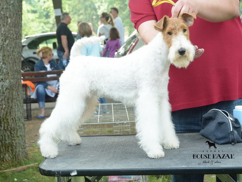 fox terrier wire - ostrodlaki fox terijer