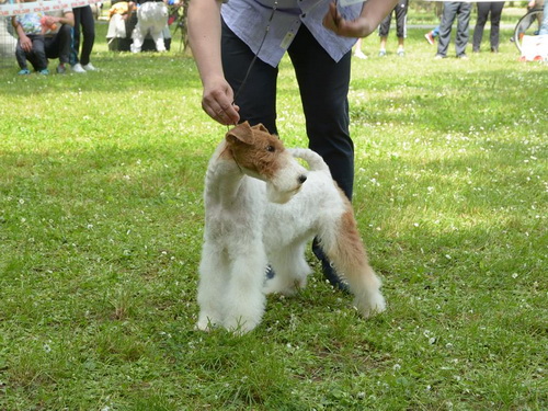 fox terrier wire - ostrodlaki fox terijer