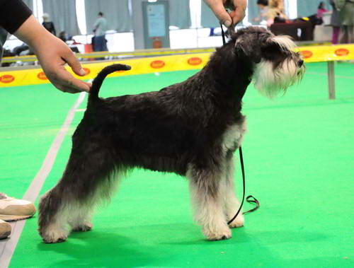 Cacib Tata Express Man Rezlark