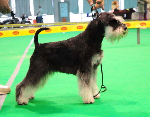 Cacib Tata Express Man Rezlark