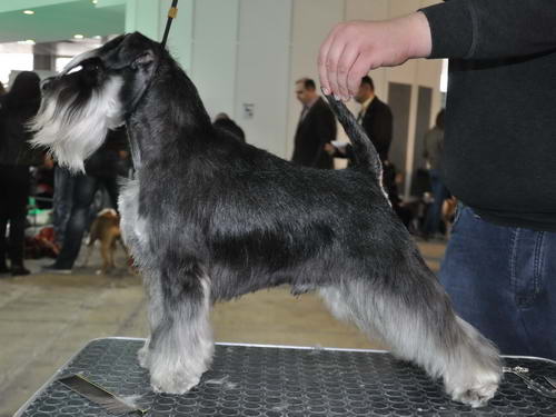 Miniature schnauzer / patuljasti snaucer