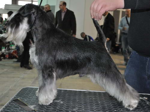 Miniature schnauzer / patuljasti snaucer