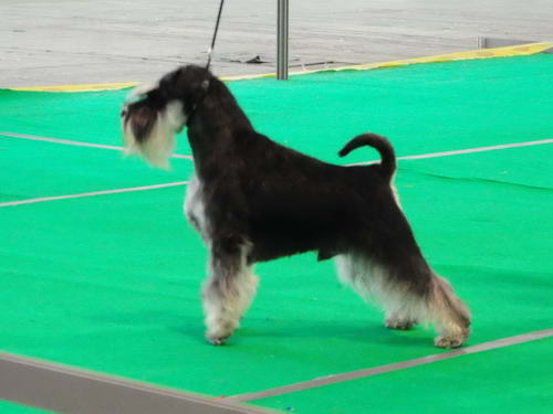 Miniature schnauzer / patuljasti snaucer