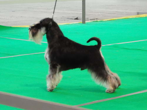 Miniature schnauzer / patuljasti snaucer