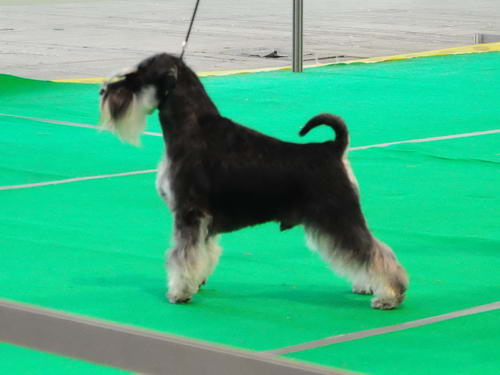 Miniature schnauzer / patuljasti snaucer