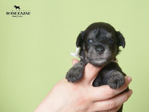 miniature schnauzer patuljasti snaucer