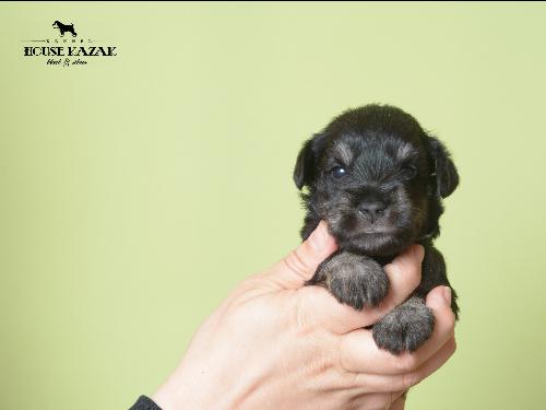 miniature schnauzer patuljasti snaucer