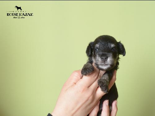 miniature schnauzer patuljasti snaucer