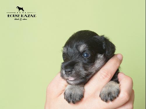 miniature schnauzer patuljasti snaucer