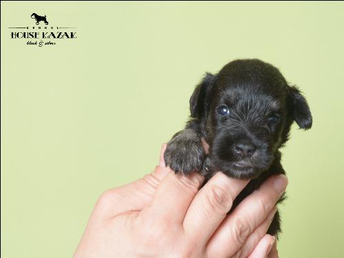 miniature schnauzer patuljasti snaucer