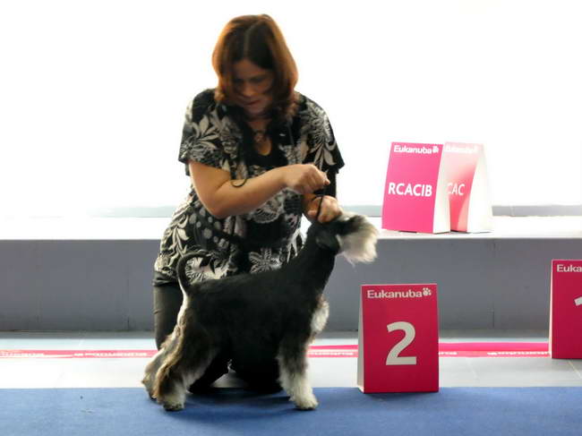 Miniature schnauzer / patuljasti snaucer