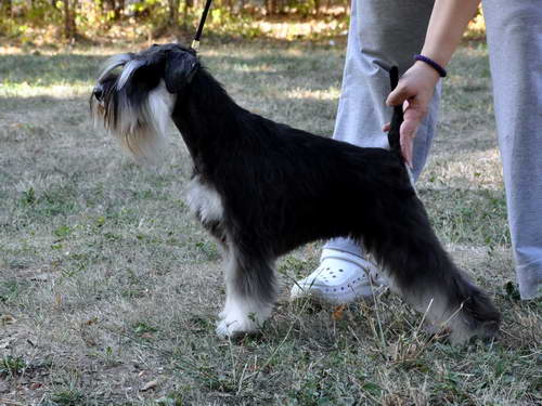 Express Man Rezlark Cacib Beograd