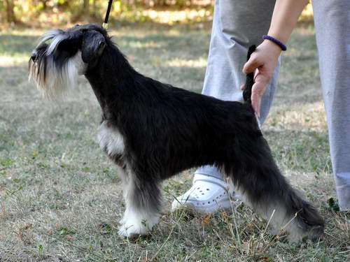 Express Man Rezlark Cacib Beograd