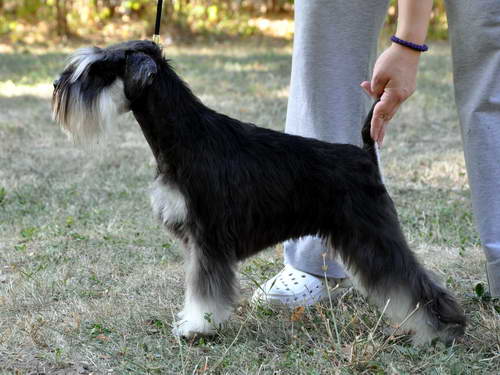 Express Man Rezlark Cacib Beograd