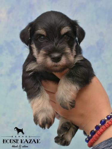 miniature schnauzer patuljasti snaucer