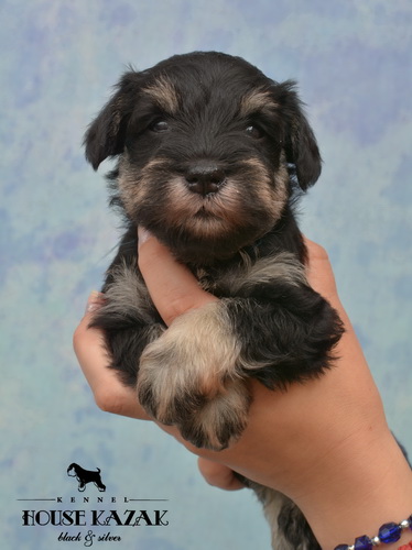 miniature schnauzer patuljasti snaucer