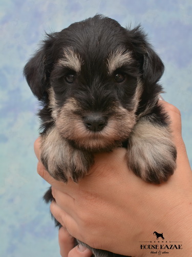 miniature schnauzer patuljasti snaucer