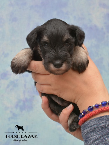 miniature schnauzer patuljasti snaucer