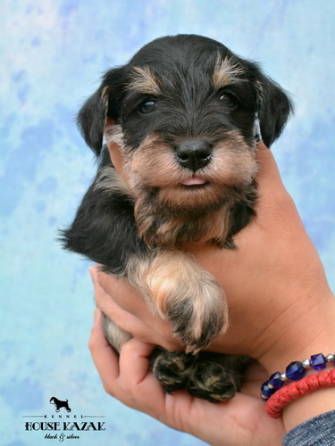miniature schnauzer patuljasti snaucer