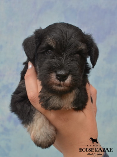 miniature schnauzer patuljasti snaucer