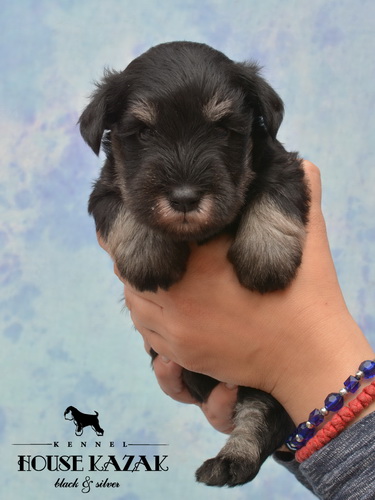miniature schnauzer patuljasti snaucer