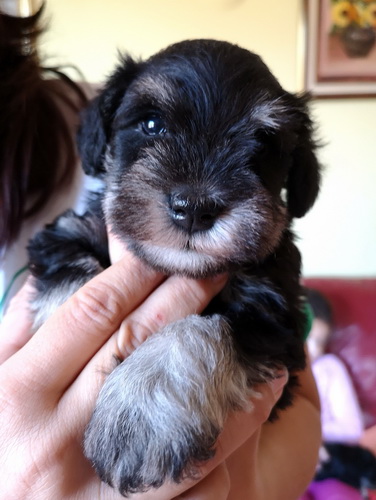 miniature schnauzer patuljasti snaucer
