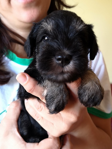 miniature schnauzer patuljasti snaucer