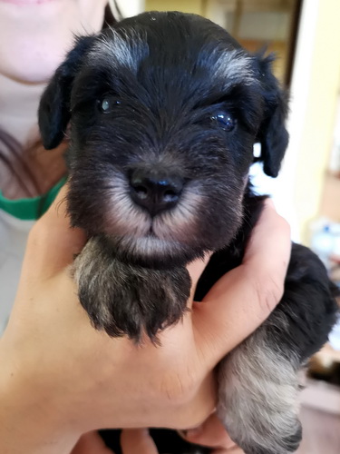 miniature schnauzer patuljasti snaucer