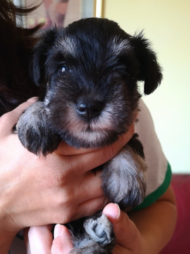 miniature schnauzer patuljasti snaucer