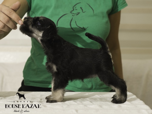 miniature schnauzer patuljasti snaucer