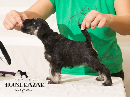 miniature schnauzer patuljasti snaucer