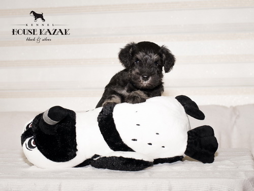 miniature schnauzer patuljasti snaucer