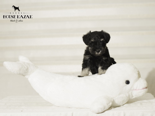 miniature schnauzer patuljasti snaucer