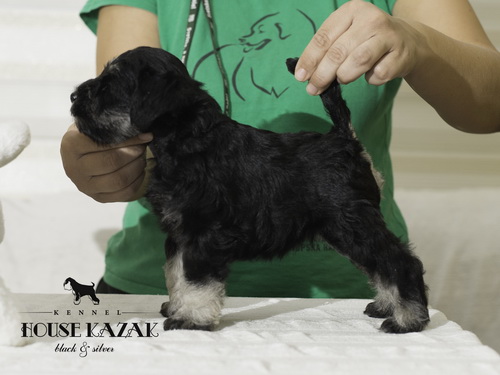 miniature schnauzer patuljasti snaucer