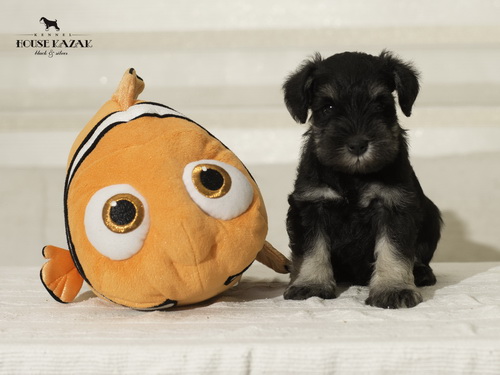 miniature schnauzer patuljasti snaucer