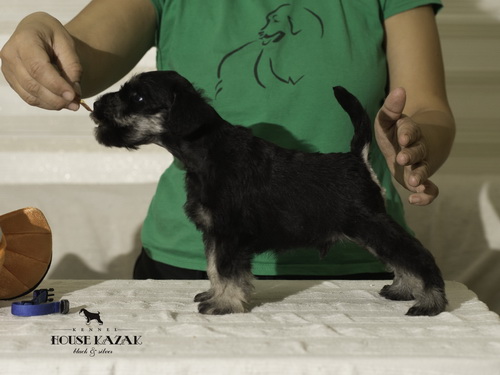 miniature schnauzer patuljasti snaucer