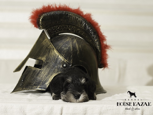 miniature schnauzer patuljasti snaucer